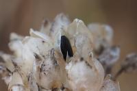 Allium ericetorum
