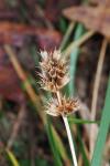 Betonica officinalis