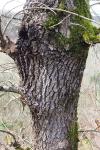 Quercus pyrenaica