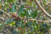 Ilex aquifolium