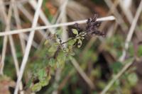 Origanum vulgare