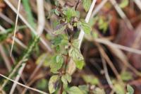 Origanum vulgare