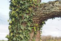 Hedera helix