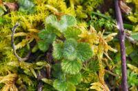 Teucrium pyrenaicum