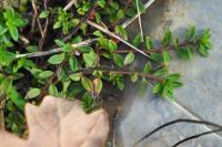 Thymus pulegioides