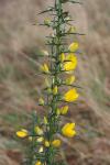 Ulex europaeus