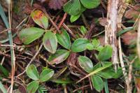 Potentilla montana