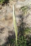 Bothriochloa barbinodis