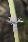 Bothriochloa barbinodis