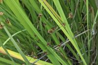 Juncus articulatus