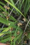 Juncus articulatus