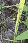 Juncus articulatus