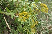 Bupleurum fruticosum