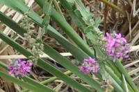 Lythrum salicaria
