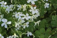 Oxalis articulata