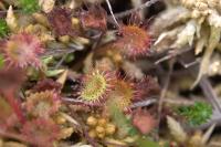 Drosera rotundifolia