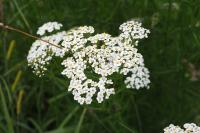 Achillea millefolium