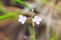 Veronica scutellata