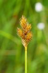 Carex leporina