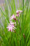 Lychnis flos-cuculi