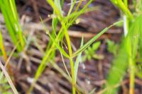 Veronica scutellata