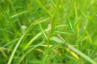 Achillea millefolium