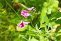 Lathyrus linifolius