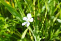 Linum usitatissimum subsp. angustifolium