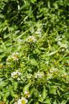 Nasturtium officinale