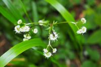 Sanicula europaea