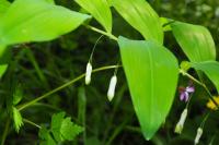 Polygonatum multiflorum