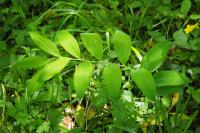 Polygonatum multiflorum