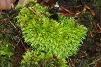 Leucobryum