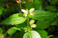 Lamium galeobdolon