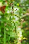 Carex pendula