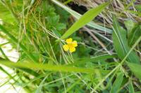 Potentilla erecta