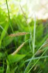 Carex flacca