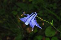 Aquilegia vulgaris