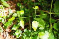 Clematis vitalba