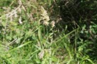 Dactylis glomerata