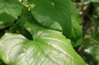 Dioscorea communis