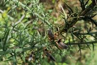 Ulex europaeus