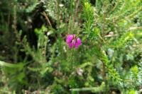 Erica cinerea