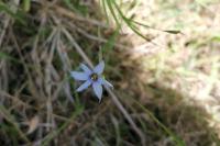Sisyrinchium angustifolium