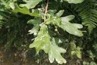 Quercus robur
