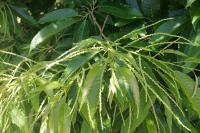 Castanea crenata