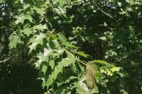 Quercus rubra