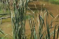 Typha latifolia