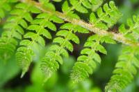 Polystichum setiferum