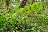 Polygonatum multiflorum